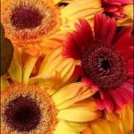 online florist
