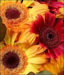 Anniversary Flowers in Palo Alto are Easy to Find